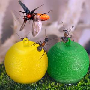 A48 Venta caliente jardinería invernadero fruta mosca pegamento insecto Catcher desechable Fly Catcher pegamento pegajoso fruta mosca trampa bola - Product Image 3