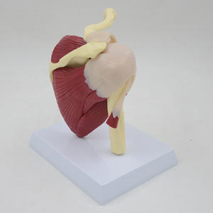 GelsonLab HSBM-084筋肉靭帯が塗装された大きな成人の肩関節モデル - Product Image 4