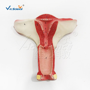 Modèle de l'utérus du système reproducteur féminin, en PVC haute précision, avec des étiquettes numériques correspondant aux noms des organes. - Product Image 5