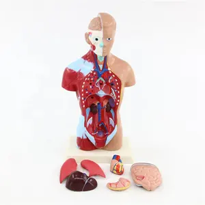 Sıcak satış mini boyutu biyolojik insan torso modeli anatomik İnsan torso modeli