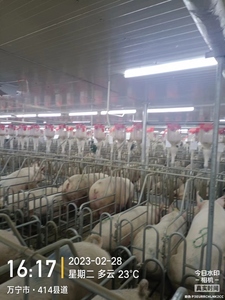 อุปกรณ์เลี้ยงสุกรชุบสังกะสีแบบจุ่มร้อนใหม่ คอก/กรง/คอกกั้นสำหรับแม่สุกร คอกกั้นสำหรับแม่สุกรตั้งท้องชุบสังกะสี - Product Image 2