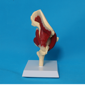 Modelo de músculo de ligamento de articulación de cadera de anatomía esquelética humana - Product Image 6