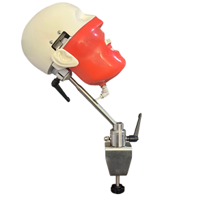 <span class=keywords><strong>Frasaco</strong></span> Phantom-Kopf Übungspuppe aus PVC, Langlebig für Klinisches Pflege-Training und Medizinische Wissenschaft - Product Image 2