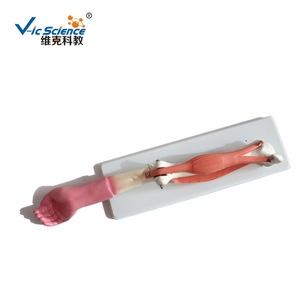 Modelo didáctico de biología para escuelas secundarias que demuestra la coordinación muscular de los bíceps y tríceps brachii y la articulación del codo. - Product Image 1