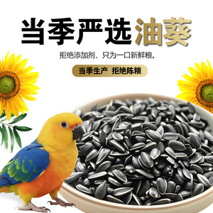 Semillas de Girasol con Cáscara 450g Alimento para Aves Nutrición Suministros para Mascotas Origen Shandong Forma Redonda - Product Image 3