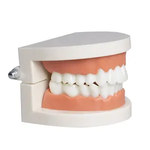 Modèle de dentisterie Standard 28 dents, vente en gros d'usine, de fausses dents pratiques pour la démonstration d'enseignement