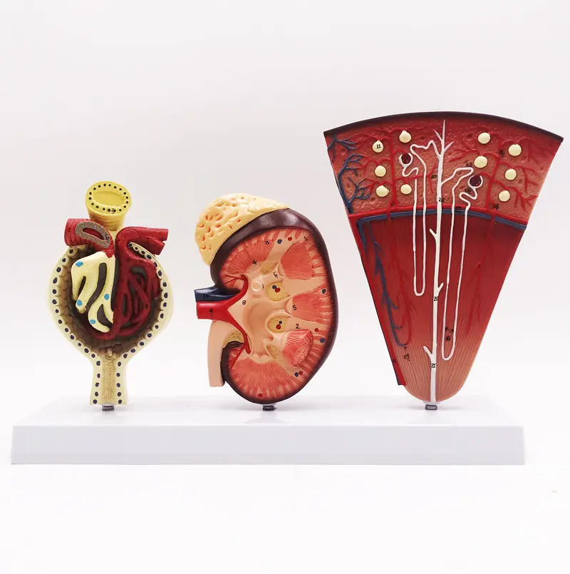 Gelsonlab HSBM-310 Plastic Human Kidney model medical kidney model Kidney anatomy model