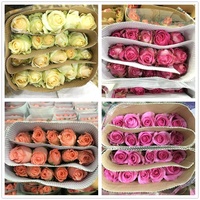 Roses à feuilles de jade Golden Branches Direct Dounan Base Kunming Yunnan ; Lys hydroponiques fraîchement coupés pour la Saint-Valentin