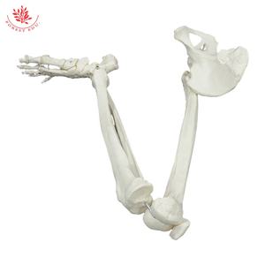 Hueso del miembro <span class=keywords><strong>inferior</strong></span> del pie, Tbiofibula, fémur con modelo de pierna de cadera, <span class=keywords><strong>esqueleto</strong></span> <span class=keywords><strong>humano</strong></span> colgante - Product Image 5