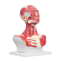 Modèle anatomique grandeur nature de la tête humaine, du col de l'utérus et des muscles pectoraux, modèle de distribution des muscles, démonstration pédagogique médicale