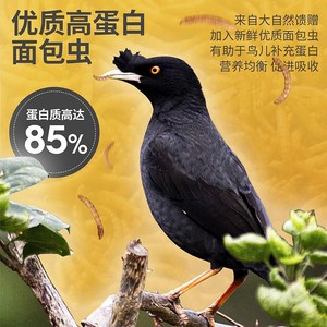 Nourriture pour oiseaux à haute teneur en protéines pour les mynas, 85 % de protéines, complément alimentaire naturel, formule d'alimentation - Product Image 1