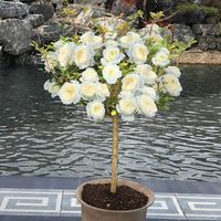 Fabrieksdirect groothandel Valentijnsdag Drie 3 Eeuwige Verse Rozen Glazen Koepel Decoratie Planten Amerikaanse Stijl