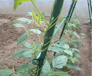 Venta al por mayor de fábrica Postes de bambú recubiertos de plástico verde <span class=keywords><strong>Palos</strong></span> de caña de bambú de PVC para soporte y decoración de plantas - Product Image 2