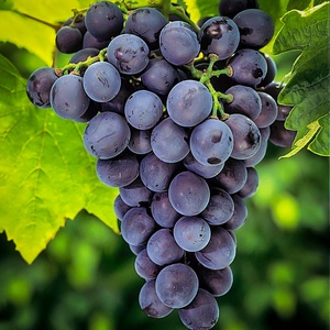 Extracto de Planta, Venta Directa de Fábrica, Polvo de Resveratrol de Alto Contenido, Cápsulas y Tabletas - Product Image 4