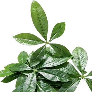 Planta Artificial de Árbol del Dinero, Ramo de Hojas de la Fortuna, Decoración de Interiores, Planta en Maceta, Decoración del Hogar - Product Image 3