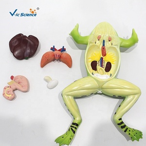 Modelo de Disección de Rana Ampliado 2 Veces, 5 Partes, PVC, <span class=keywords><strong>para</strong></span> Recursos de Enseñanza de Zoología, CE ISO ROHS CNAS - Product Image 2