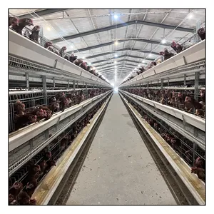 Labor Saving China Animal Husbandry Poultry Farm Egg Layer Chicken Cages For 50000 Birds