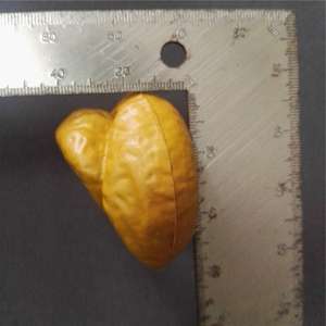 Mainan Plastik Anti Stres Bentuk Kotoran yang Dapat Diremas |   6 Bentuk Mainan Unik Anti Stres, Tidak Beracun, untuk Promosi, Grosir, Anak-anak dan Dewasa - Product Image 6