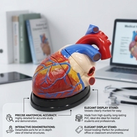 Modèle de cœur humain géant, structure interne cardiaque agrandie, modèle anatomique pour l'enseignement de l'anatomie en université médicale, CE ISO