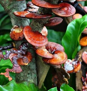 Extracto de Reishi en Polvo 200mg, Producto Herbal en Tabletas Hecho en Tailandia con Extracción por Solvente de la Marca KMP - Product Image 4