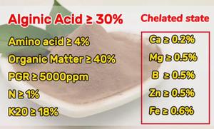 ปุ๋ยอินทรีย์ทางการเกษตร อัลก้า อะมิโน พลัส สารสกัดจากสาหร่ายทะเลละลายน้ำได้ 100% ชนิดผง พร้อมกรดอัลจิไนซ์ 30% และสารควบคุมการเจริญเติบโตของพืช 5000ppm - Product Image 4