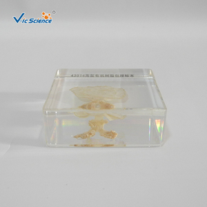 Spécimen de méduse en structure intégrée, échantillon réel de coélentrate marin pour l'observation et la recherche en laboratoire CE/ISO/ROHS/CNAS - Product Image 4