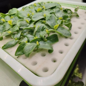 Kit de Cultivo Hidropónico con Esponja para Plantas de Interior - Product Image 5