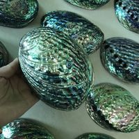 Coquille d'ormeau naturelle polie de Nouvelle-Zélande, grande taille 12-15cm, coquille de Paua, bâtonnet de sauge pour fumigation, en stock, pour la fabrication de bijoux