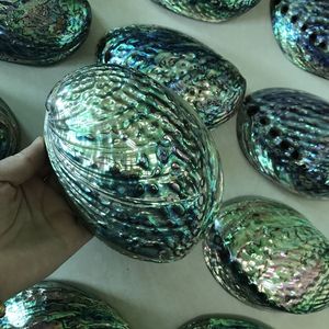 Natural Polished New Zealand Abalone Shell Big Size 12-15cm Paua Seashell <strong>Sage</strong> <strong>Smudge</strong> <strong>Stick</strong> in Stock Jewelry Making - Product Image 3