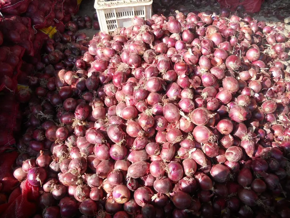 Chinese new fresh yellow red onion with mesh bag purple origin white onion garlic China non peeled organic onion price