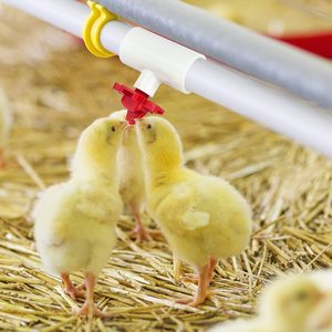 DD3028 Kit d'abreuvoir de poulet de volaille automatique bouteilles d'eau en forme de <span class=keywords><strong>maison</strong></span> poulet canard oie lapin <span class=keywords><strong>oiseau</strong></span> utilisation alimentaire perceuse assortie - Product Image 3