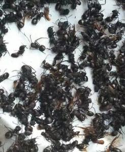 Nouvelles fourmis noires séchées 100% pures de haute qualité à vendre - Product Image 3