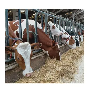 Bonne qualité anti-dérapant en caoutchouc vache laitière cheval tapis de sol en caoutchouc traite tapis rotatif