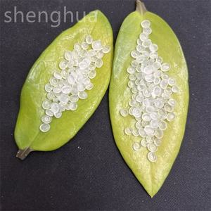 PP fil qualité raphia qualité PPH T03 pp granule polypropylène pp granules pour fil plat - Product Image 6