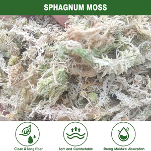 Mousse de sphaigne naturelle AAAAAA de haute qualité <span class=keywords><strong>pour</strong></span> <span class=keywords><strong>substrat</strong></span> de Reptile d'orchidées 500g sac longue fibre Absorption d'eau 600-1000% MUSCHIO - Product Image 6