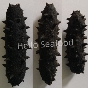Pepino de Mar Seco Empacado a Granel Listo para Exportar con Alta Calidad - Product Image 5