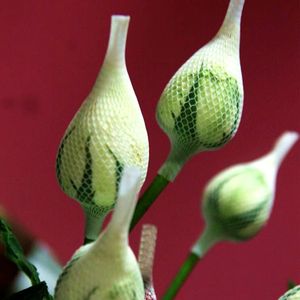 Trung Quốc nhà máy Made PE nhựa bảo vệ <span class=keywords><strong>Rose</strong></span> <span class=keywords><strong>Flower</strong></span> bọc Net - Product Image 6