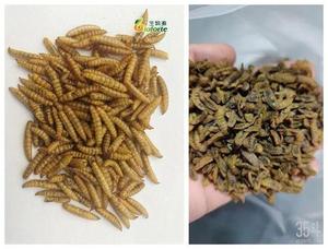 VBJXDryer tunnel a microonde essiccatore liofilizzatore cibo polvere essiccatore acqua nera Mang asciugatrice macchina di essiccazione acqua nera Mang