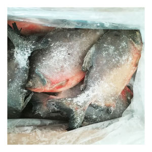 Pomfret Rojo Congelado de Buena Calidad, Entero, IQF, 10 kg, Tamaño 300-500 g, 500-800 g, <span class=keywords><strong>Pacu</strong></span> Rojo para África con Precio Competitivo - Product Image 3