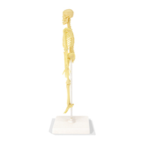 Modelo de Esqueleto Humano Wincent, Miniatura Anatómica con Articulaciones, Ayuda Didáctica para Biología, Regalo Educativo para el Aula