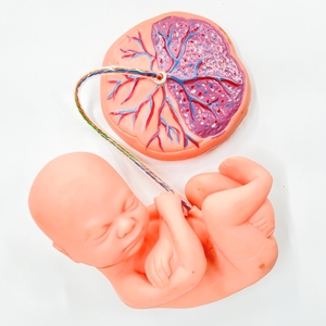 Kadın pelvik kaslar ve organlar tıp okulu öğretim eğitimi hareketli kadın pelvik modeli - Product Image 6