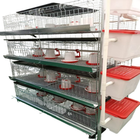 Équipement d'élevage de poulets de chair et de poules pondeuses, cage de conception H pour les exploitations d'engraisement de moyenne taille