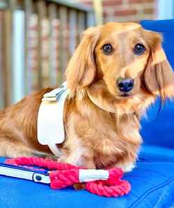 Harnais pour chien en nylon fait main élégant avec rivets, personnalisé, pour petits chiens mignons, cadeaux de haute qualité pour chiots garçons et filles, animaux de compagnie, couleur crème - Product Image 6