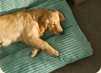 Coussin de lit en feutre luxueux et moelleux pour grand chien, avec base antidérapante et coussin de lit amovible