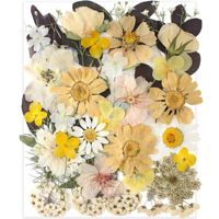 Assortiment de 35 fleurs pressées véritables vintage blanches et jaunes pour la fabrication de bijoux en résine époxy, de coques de téléphone et de créations DIY