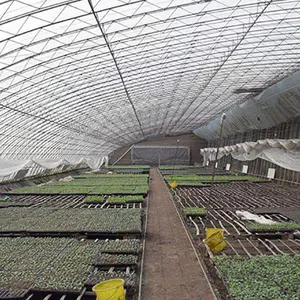 Low Price Agricultural Film Warm Shed Single-Span Agricultural Commercial Flower Greenhouses