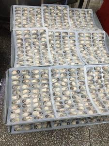 Congelados oyster <span class=keywords><strong>carne</strong></span> de calidad superior vivía oyster - Product Image 3