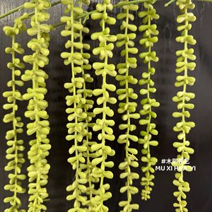 Mu Xi - Decoración de Pared Colgante con Cuentas Simuladas, Suculentas Artificiales, Rama Individual, Verde Amarillo - Product Image 3