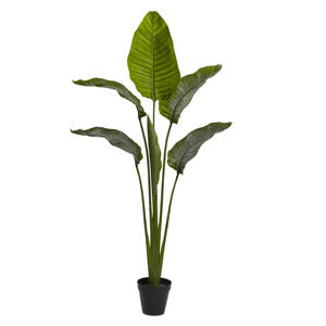 Verdure <span class=keywords><strong>exotique</strong></span> à grandes feuilles: <span class=keywords><strong>plante</strong></span> <span class=keywords><strong>d</strong></span>'<span class=keywords><strong>intérieur</strong></span> de qualité supérieure en pot noir - Product Image 1
