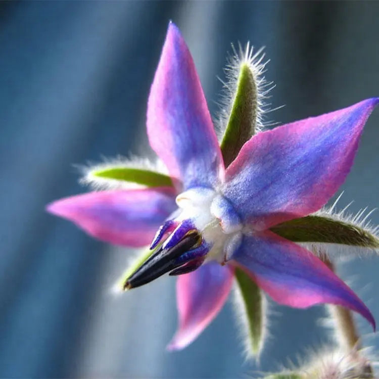 Private label wholesale high quality 100% pure natural light yellow organic borage oil